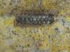 Porcellio spinicornis